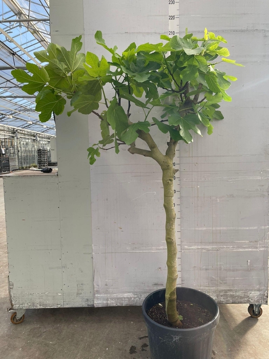 <h4>FICUS CARICA</h4>