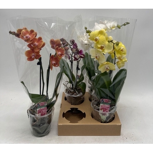 PHAL GEM