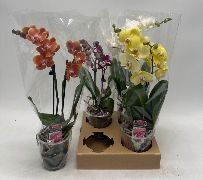 <h4>PHAL GEM</h4>