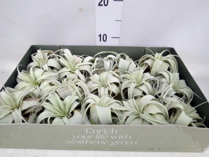 <h4>Tillandsia xerographica</h4>