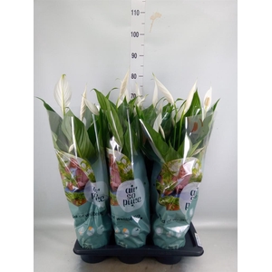 Spathiphyllum  'Bingo Cupido'