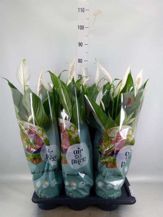 <h4>Spathiphyllum  'Bingo Cupido'</h4>