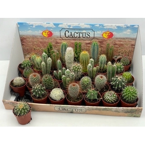 CACTUS GEM