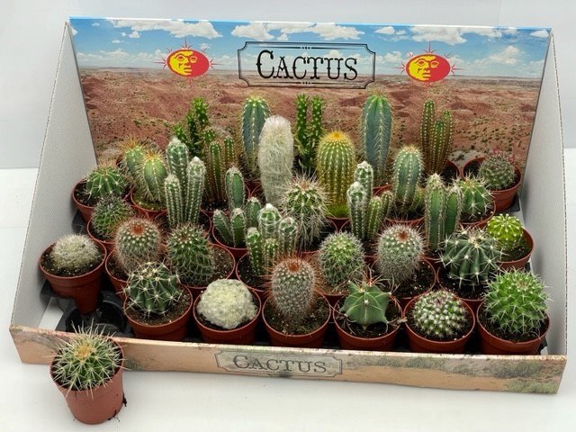 <h4>CACTUS GEM</h4>