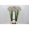 Allium  'Silverspring'
