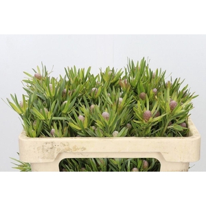Leucadendron lime green spray