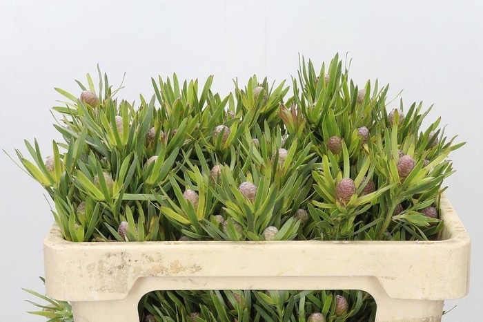 <h4>Leucadendron lime green spray</h4>