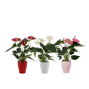 Anthurium 3 color mix in Carly love ceramics