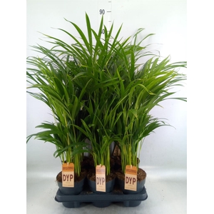 Dypsis lutescens   ...Chrysalidoca