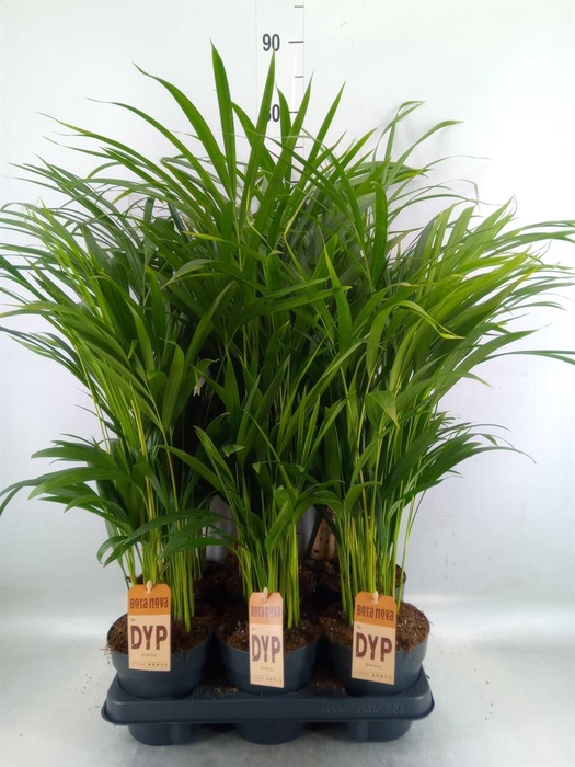 <h4>Dypsis lutescens   ...Chrysalidoca</h4>