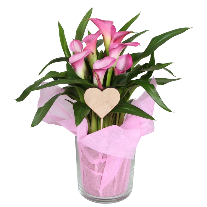 <h4>Zantedeschia Zazu Calla Valentijn roze in glas pot</h4>