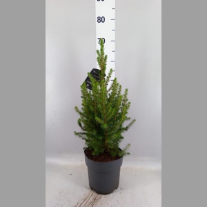 Picea glauca 'Conica'