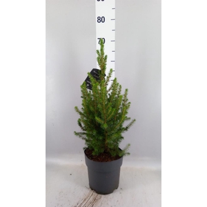 Picea glauca 'Conica'