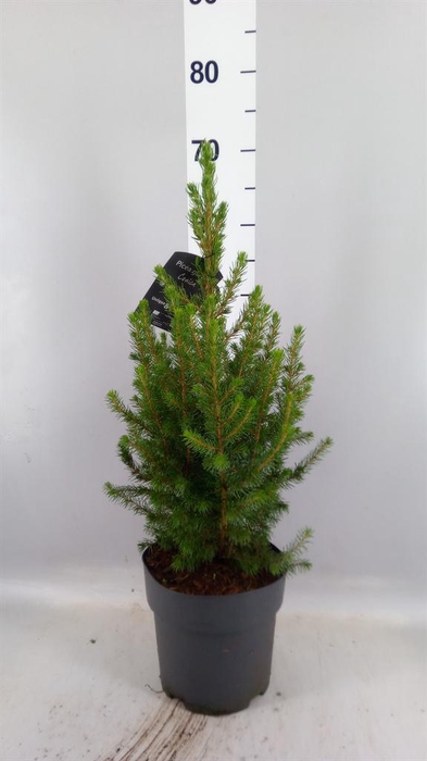 <h4>Picea glauca 'Conica'</h4>