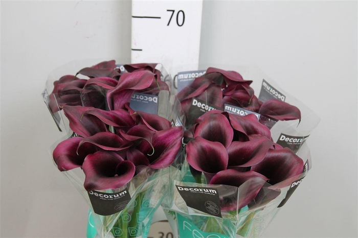 <h4>Zant Odessa</h4>