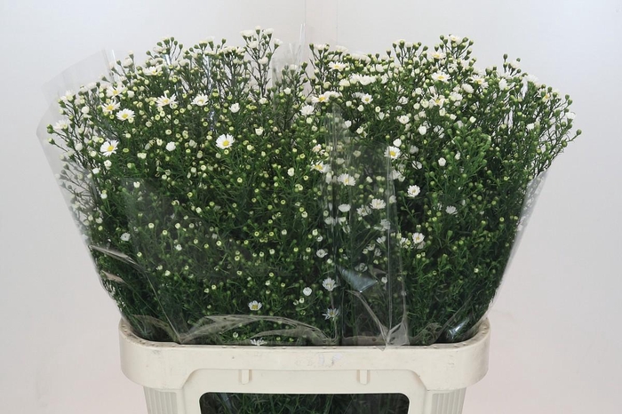 <h4>Aster Paquita</h4>