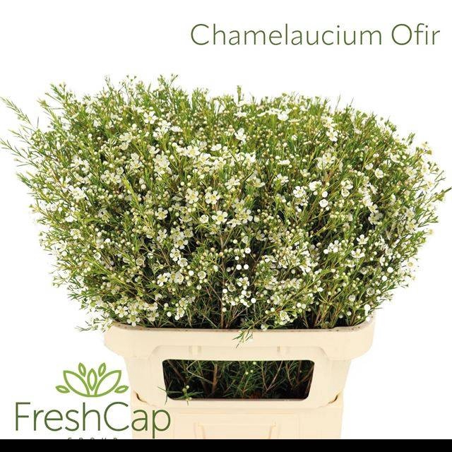 <h4>CHAME UN OFIR</h4>