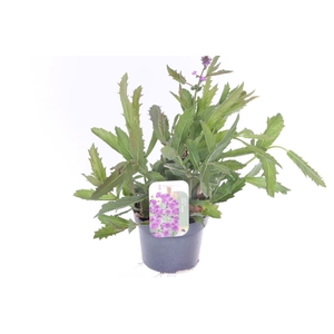 Verbena rigida Venosa