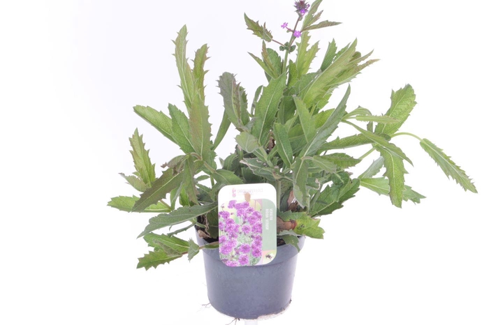 <h4>Verbena rigida Venosa</h4>