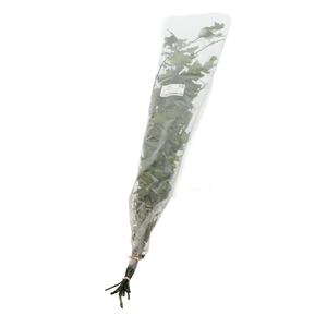 Helix Ivy Gepreserveerd