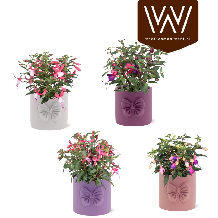 <h4>VAN FUCHSIA BEAUTY</h4>