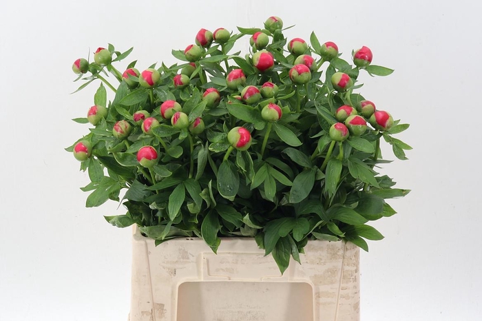 <h4>Paeo Hh Flame</h4>