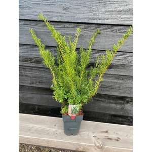 Taxus media 'Farmen' P17