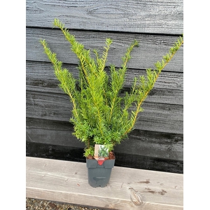 Taxus media 'Farmen' P17