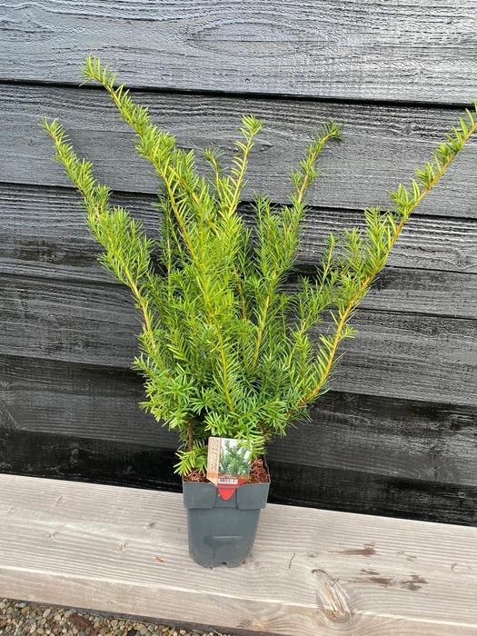 <h4>Taxus media 'Farmen' P17</h4>