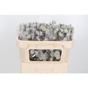 Delphinium El Overig