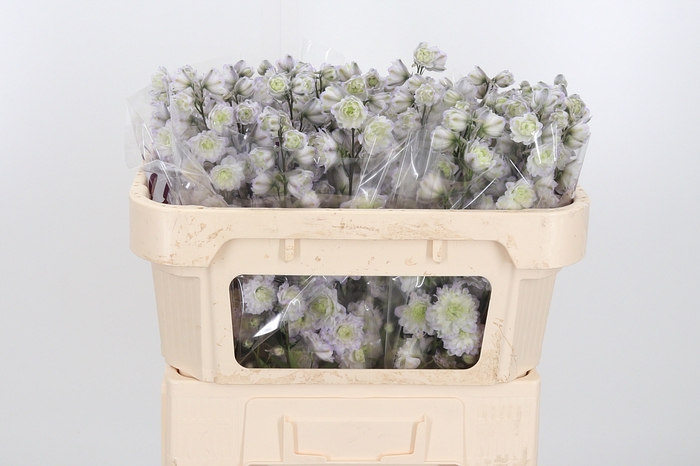 <h4>Delphinium El Overig</h4>