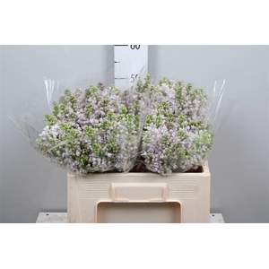 Syr V Lila Wonder 4+