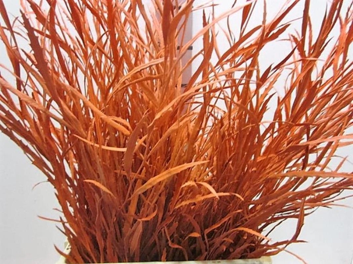 <h4>Grevillea Oranje</h4>