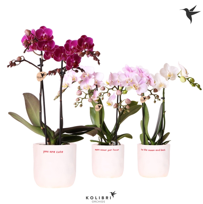 <h4>Kolibri Orchids Phalaenopsis mix 2 spike in Love pot mix</h4>