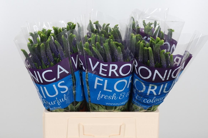 <h4>Veron Smart Diana</h4>