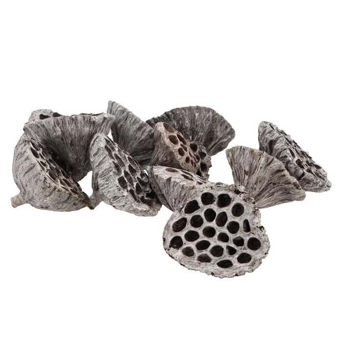 <h4>Nature Lotus Kolf Whitewash Ass P/100</h4>