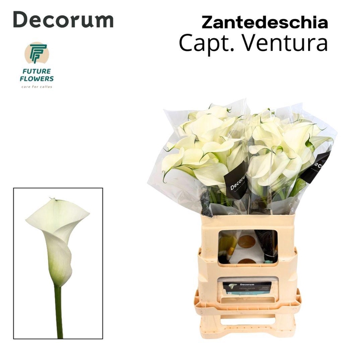 <h4>Zantedeschia captain ventura</h4>