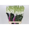 Matthiola Iron White
