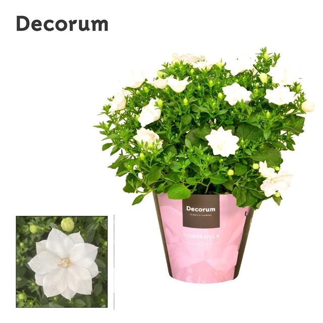 CAMPANULA ISO DUBLIN WHITE DECORUM