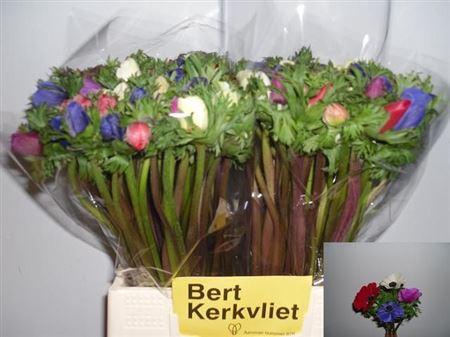 <h4>Anem Co Carmel Gem</h4>