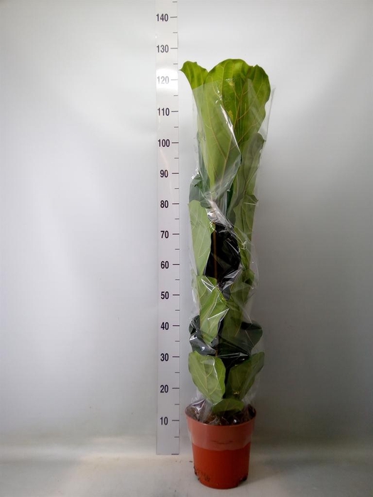 <h4>Ficus lyrata</h4>