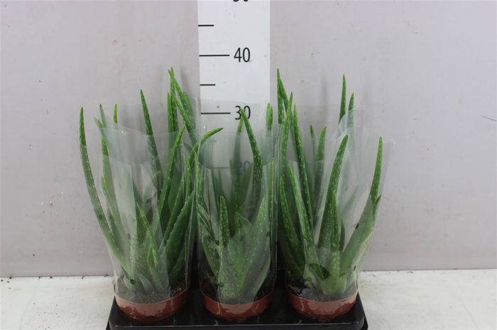 <h4>Aloe Vera</h4>