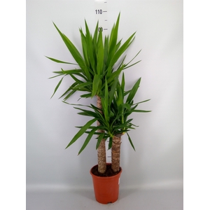 Yucca   ...