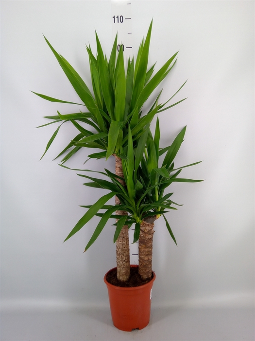 <h4>Yucca   ...</h4>