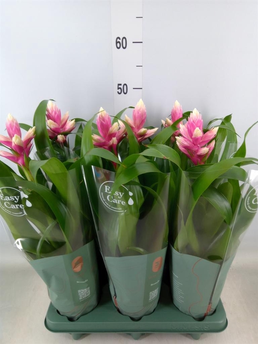 <h4>Guzmania  'Candy'</h4>