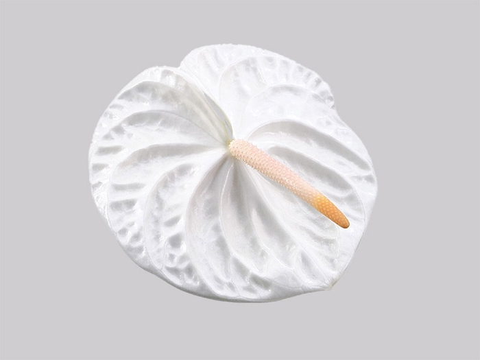 <h4>ANTHURIUM ACROPOLIS 6/7.5 025 CM DIAM MIN 6 CM BRANCO</h4>