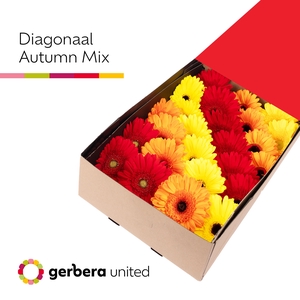 Gerbera Mix Herfst Doos