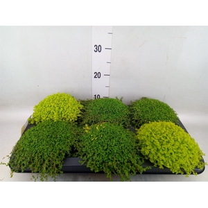 Soleirolia soleirolii   ...mix 2