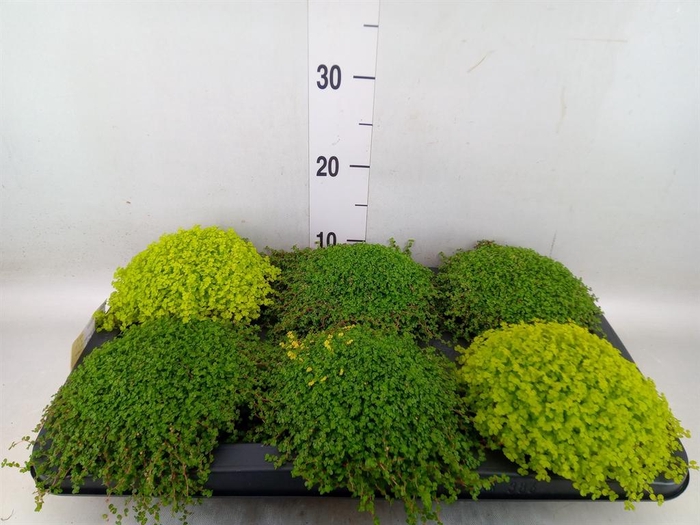 <h4>Soleirolia soleirolii   ...mix 2</h4>