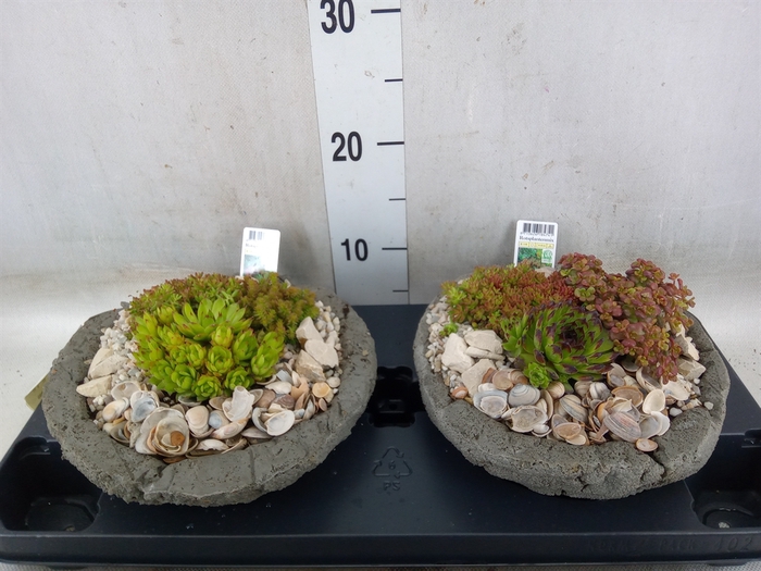 <h4>Arr.   Tuinplanten L%</h4>